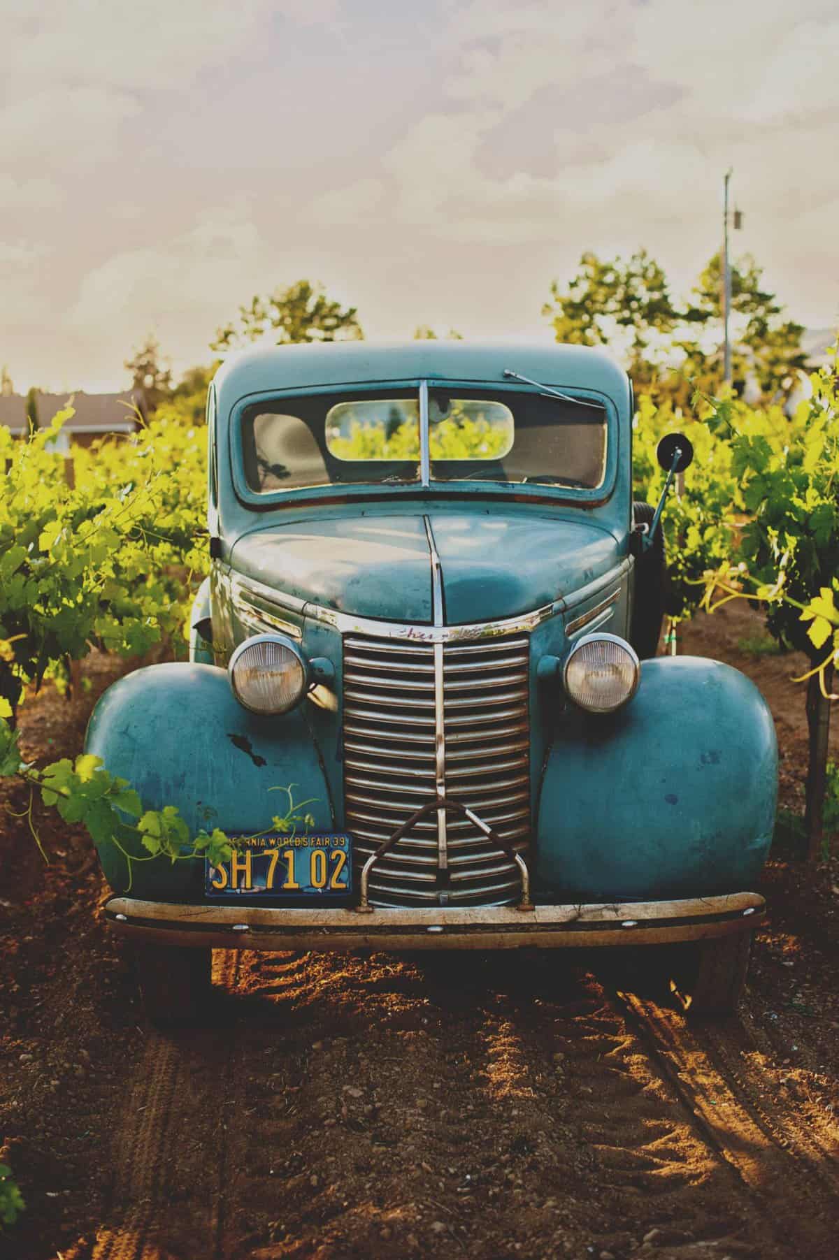 A vintage truck parked in a vineyard