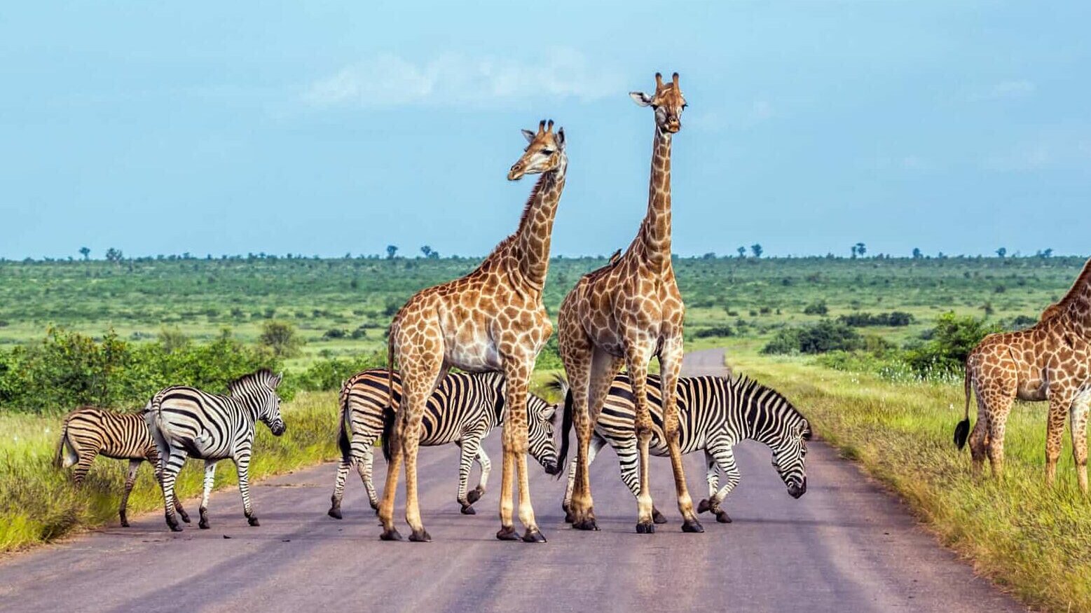 Safari girafe et zèbre des plaines dans le parc national Kruger, Afrique du Sud