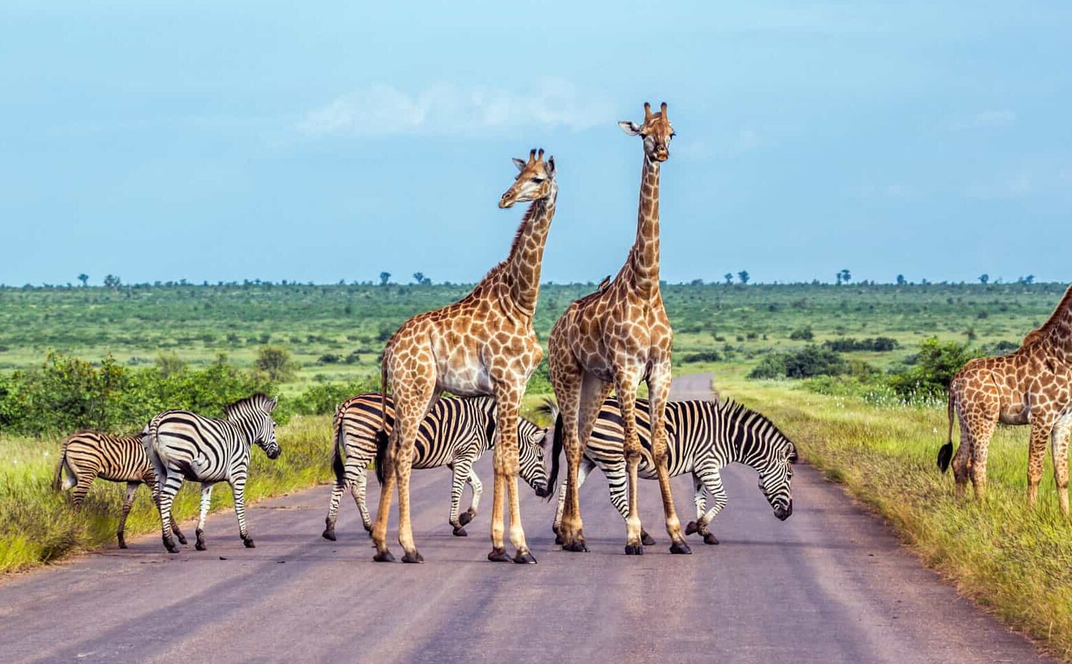 Safari Giraffe and Plains zebra in Kruger National park, South Africa