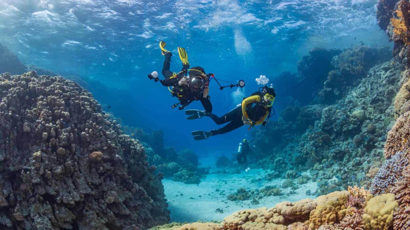 Underwater exploration. Dive. Divers dive on a tropical reef with a blue background and beautiful corals.